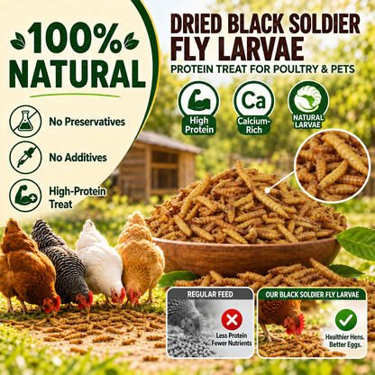 DRIED BLACK SOLDIER FLY LARVAE